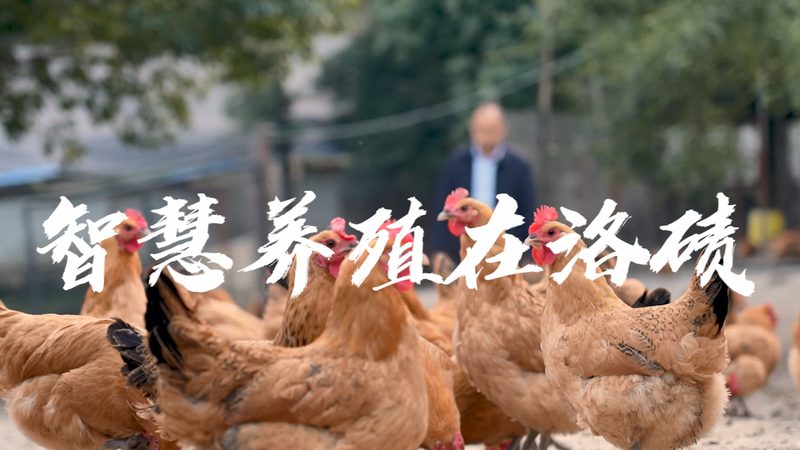 蛋白酶制剂：揭秘其背后的研发与生产之道**